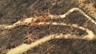 Πάρνηθα: Το καμένο δάσος προσπαθεί να κλείσει τις πληγές του