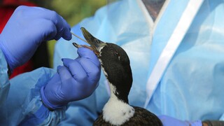 «Σήμα κινδύνου» για την εξάπλωση της γρίπης των πτηνών - Αυστηρά μέτρα ζητούν οι ειδικοί