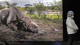 Βιετνάμ: Ιστορική ποινή σε λαθρέμπορο κεράτων ρινόκερου - Αποδεκατίστηκαν τα άγρια ζώα