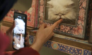Οι περσικές γάτες έχουν το δικό τους μουσείο στο Ιράν
