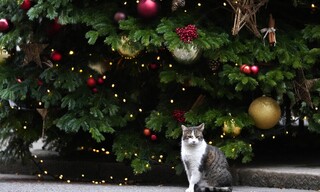 Λάρι ο γάτος: Δέκα χρόνια στην Ντάουνινγκ Στριτ