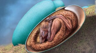 Έμβρυο δεινοσαύρου ανακαλύφθηκε σε τέλεια κατάσταση μέσα στο αυγό του