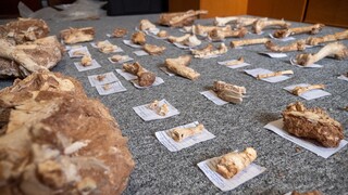 Μυτιλήνη: Στο φως απολιθωμένα οστά ζώων που έζησαν στο ελληνικό Jurassic Park πριν από 2 εκ. χρόνια