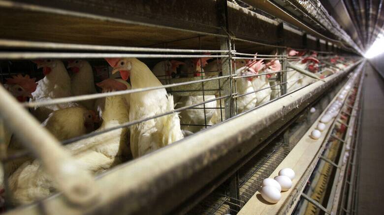 Γρίπη των πτηνών: Προς θανάτωση 80.000 κοτόπουλα στην Τσεχία - Εστία μόλυνσης και στη Σλοβενία