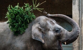 Χριστουγεννιάτικη απόλαυση σε ζωολογικό κήπο στο Βερολίνο: Απούλητα δέντρα έγιναν τροφή για τα ζώα