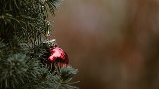 Θεσσαλονίκη: Σπάει τα ρεκόρ η ανακύκλωση χριστουγεννιάτικων ελάτων