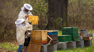 Κεδίκογλου: Στόχος η ανάδειξη του ελληνικού μελιού και η επιβράβευση των μελισσοκόμων