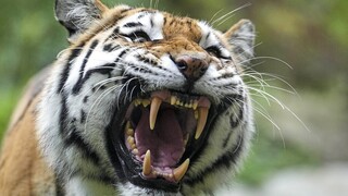 ΗΠΑ: Αστυνομικός πυροβόλησε και σκότωσε τίγρη που άρπαξε το χέρι άνδρα που τη χάιδεψε