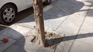 Θεσσαλονίκη: Tσιμέντωσαν ρίζες δένδρων στο κέντρο της πόλης