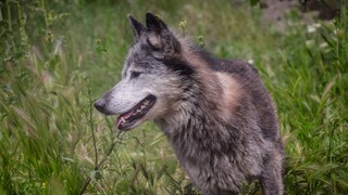 Πάρνηθα: Λύκος επιτέθηκε σε οικογένεια και κατασπάραξε τον σκύλο τους