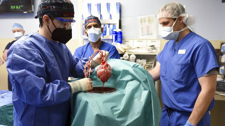 Επιτυχημένη η πρώτη στον κόσμο μεταμόσχευση καρδιάς από γενετικά τροποποιημένο χοίρο σε άνθρωπο