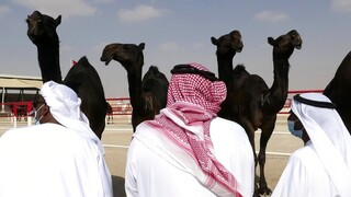 Σαουδική Αραβία: Σπα για καμήλες που παίρνουν μέρος σε διαγωνισμό ομορφιάς