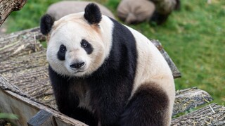 Γιγάντιο πάντα: Γιατί είναι ασπρόμαυρη η πιο «αγαπητή αρκούδα στον κόσμο»;