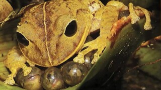 Παναμάς: Ανακάλυψαν νέο είδος βατράχου και τον ονόμασαν Γκρέτα Τούνμπεργκ