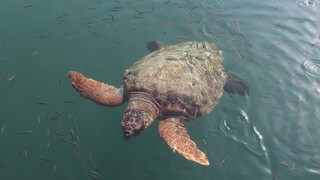 Θεσσαλονίκη: Νεκρή θαλάσσια χελώνα στην παραλία Αγίας Τριάδας