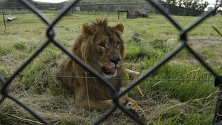 Λιοντάρια και πούμα μολύνθηκαν από κορωνοϊό στη Νότια Αφρική