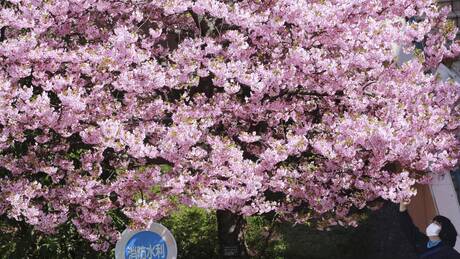 Ιαπωνία: Οι αληθινές ανθισμένες κερασιές συναντούν εκείνες στους πίνακες του Ντέιμιεν Χιρστ