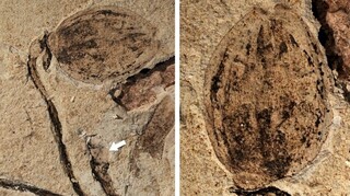 Αυτό είναι το αρχαιότερο απολιθωμένο μπουμπούκι λουλουδιού - Άνθισε πριν από 164 εκατ. χρόνια