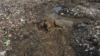 Σρι Λάνκα: Είκοσι ελέφαντες νεκροί επειδή μπέρδεψαν το πλαστικό με φαγητό σε χωματερή
