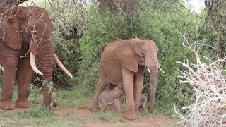 Μάχη επιβίωσης για σπάνια δίδυμα ελεφαντάκια στην Κένυα