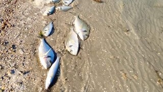 Κακοκαιρία «Ελπίδα»: Νεκρά εκατοντάδες χιλιάδες ψάρια στη λιμνοθάλασσα Δρεπάνου από το ψύχος
