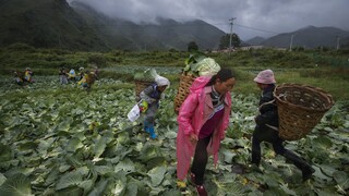 «Πράσινο φως» στις γενετικά επεξεργασμένες καλλιέργειες έδωσε η Κίνα