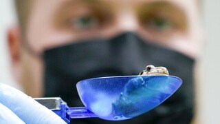 ΗΠΑ: Επιστήμονες αναγέννησαν τα κομμένα πόδια βατράχων