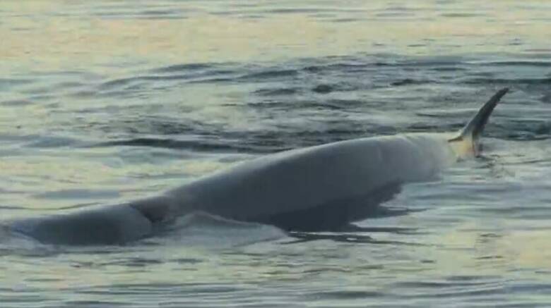 Απίστευτη εικόνα στον Άλιμο: Τραυματισμένη φάλαινα έχει βγει στα ρηχά