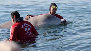 «Μάχη» για τη νεαρή φάλαινα – «Τα πράγματα δεν είναι καλά» λέει στο CNN Greece η συντονίστρια