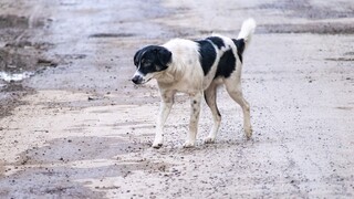 Βαρθολομιό Ηλείας: Ασυνείδητοι θανάτωσαν σκυλιά με δηλητηριασμένα δολώματα