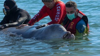 Αγώνας για τη διάσωση της φάλαινας: «Πολύ σοβαρή η κατάστασή της» λένε οι ειδικοί