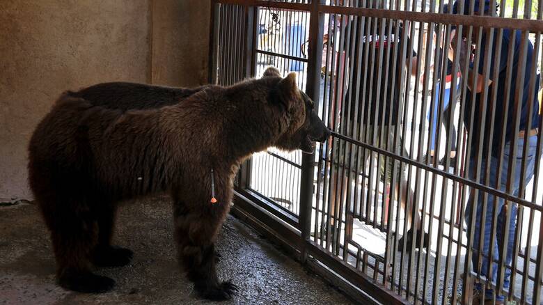 Ουζμπεκιστάν: Nεαρή γυναίκα πέταξε ένα κοριτσάκι μέσα σε κλουβί αρκούδας σε ζωολογικό της Τασκένδης