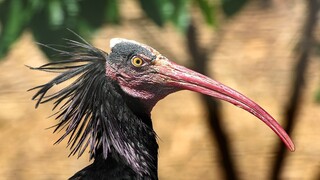 Κακοκαιρία «Ελπίδα»: 32 πουλιά χάθηκαν από το Αττικό Πάρκο - Έκκληση για τον εντοπισμό τους