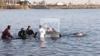 Αγωνία για την φάλαινα: «Δεν είναι καλή η πρόγνωση» λέει ο Αμυράς - Είναι στα ρηχά της Σαλαμίνας