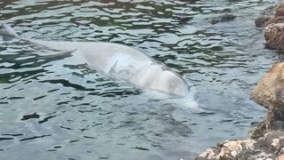 Ανησυχία για την φάλαινα: Κρίσιμη αλλά σταθερή η κατάσταση του «Σωτήρη» - Επέστρεψε στη Σαλαμίνα