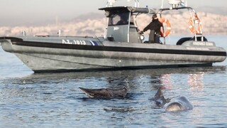 «Δύσκολα τα πράγματα για την μικρή φάλαινα», εκτιμά ειδικός - Γιατί βγήκε στα ρηχά ο Σωτήρης