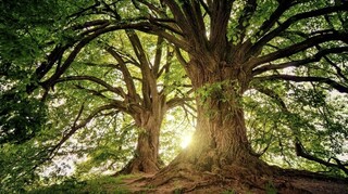 Μελέτη για το περιβάλλον: Περισσότερα από 9.000 είδη δέντρων δεν έχουν ανακαλυφθεί ακόμα