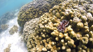 Μελέτη: Τα κοράλλια είναι καταδικασμένα ακόμα κι αν επιτευχθούν οι στόχοι για το κλίμα παγκοσμίως
