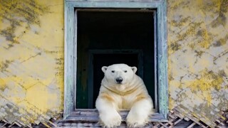 Πολικές αρκούδες: Οι νέοι «ένοικοι» του μετεωρολογικού σταθμού στον Αρκτικό Κύκλο