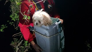 Κέρκυρα: Οι πυροσβέστες διέσωσαν σκυλάκι που είχε πέσει σε βαθύ γκρεμό