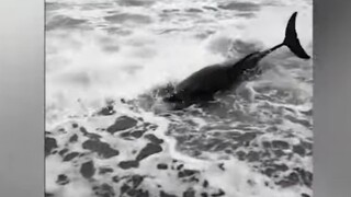 Μυτιλήνη: Δελφίνι ξεβράστηκε σε ακτή και πέθανε αβοήθητο