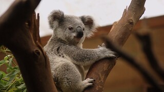 Επαπειλούμενο είδος πλέον τα κοάλα στην Αυστραλία