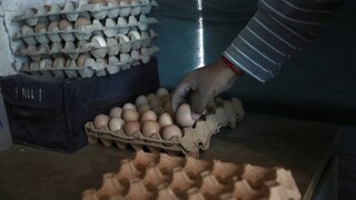 Συναγερμός στην Ευρώπη: Δύο νεκροί από υποστέλεχος σαλμονέλας σε αυγά - Τι να προσέξουμε