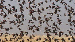 Μυστήριο με εκατοντάδες νεκρά πουλιά που έπεσαν από τον ουρανό