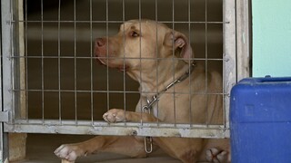 Συλλήψεις στο κυνοκομείο Σπάρτης για τις άθλιες συνθήκες φιλοξενίας των ζώων