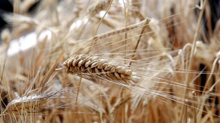 Πόλεμος στην Ουκρανία: Κίνδυνος ελλείψεων σε σιτάρι και γεωργικά προϊόντα σε παγκόσμιο επίπεδο
