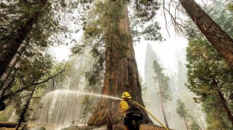 Οι πυρκαγιές της Καλιφόρνια απειλούν να καταστρέψουν πανάρχαια δάση με σεκόγιες