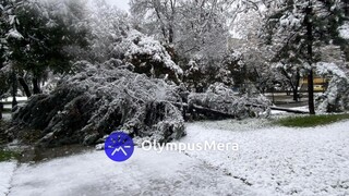 Κακοκαιρία Φίλιππος: Το έστρωσε στην Κατερίνη - Ξεριζώθηκαν δέντρα από το χιονιά