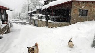 Κακοκαιρία - Λαμία: Διακοπές ρεύματος στην Παύλιανη - Ξεπέρασε τους 40 πόντους το χιόνι