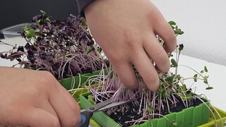 Μαθητές από το Κιλκίς καλλιεργούν «ακριβά μικρολαχανικά» - Ενδιαφέρον για τον θάλαμο παραγωγής τους